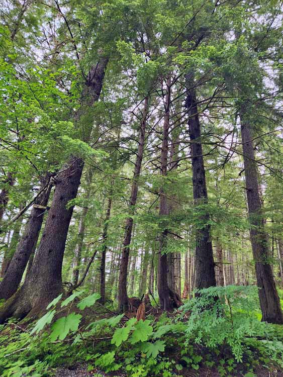 forest at eagle beach